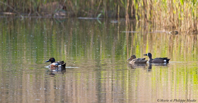 Sarcelle aile bleue 7559_wm.jpg - Sarcelle à ailes bleues, Anas discors, Blue-winged Teal, espèce rare, américaine, très occasionnelle en Europe. On ignore comment elle est arrivée en Suède! Elle était en compagnie d'un petit groupe de canards souchets (Suède, mai 2011). La photo n'est pas bonne, nous avons décidé de la placer quand même sur notre site vu sa rareté.
